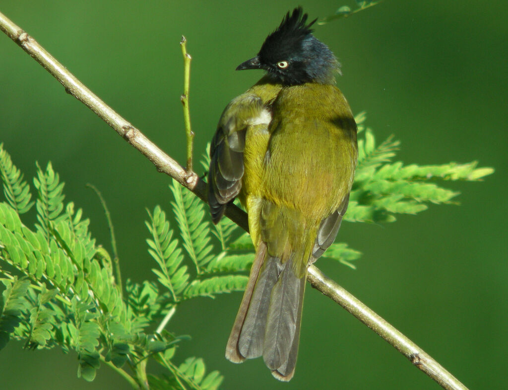 Bulbul à huppe noire, identification