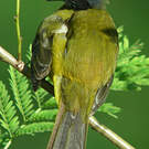 Bulbul à huppe noire