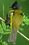 Bulbul à huppe noire