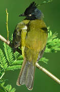 Black-crested Bulbul