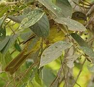 Yellow-bellied Greenbul