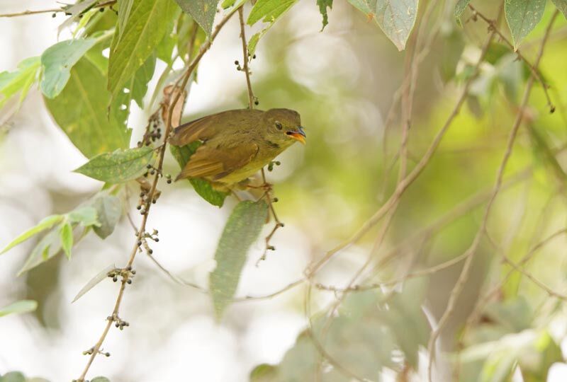 Yellow-bellied Greenbul