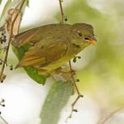 Bulbul à poitrine jaune