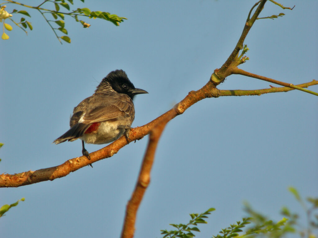 Red-vented Bulbul