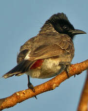 Bulbul à ventre rouge