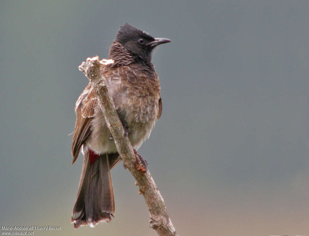 Bulbul à ventre rougeadulte, identification