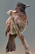 Bulbul à ventre rouge