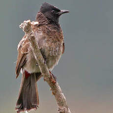 Bulbul à ventre rouge