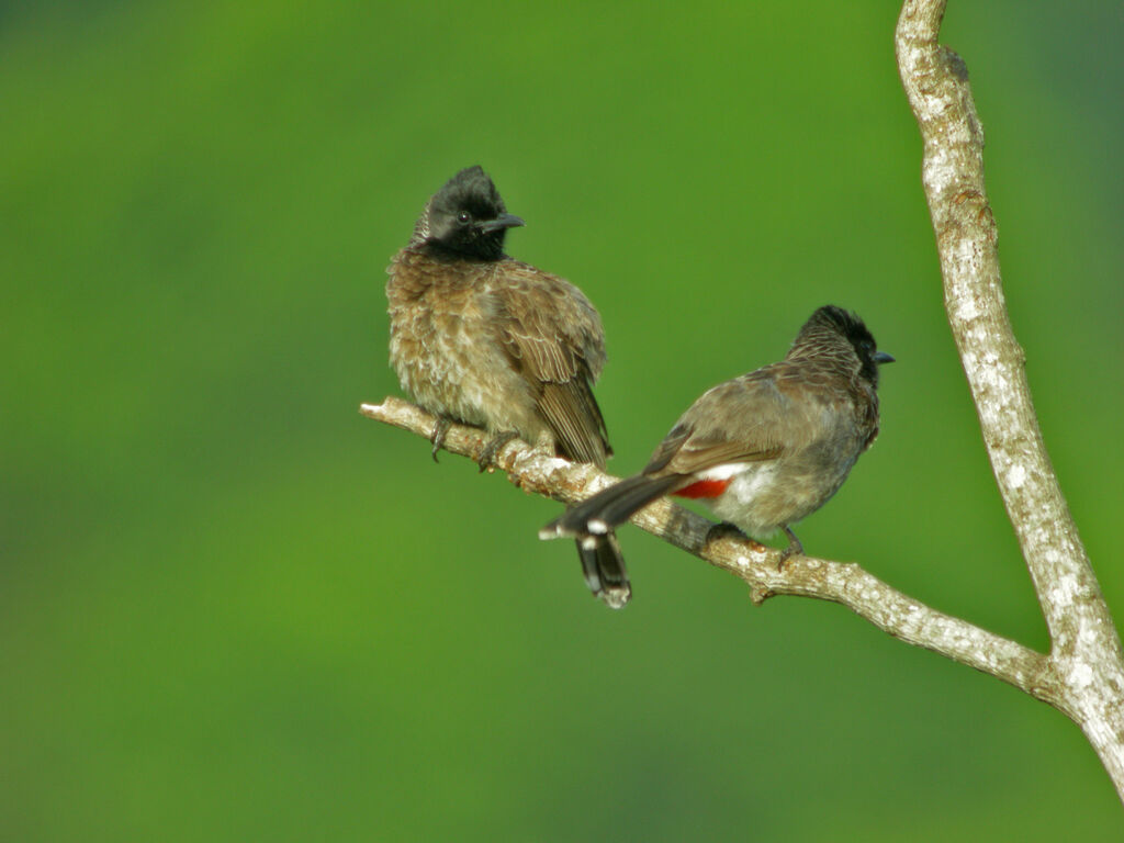 Bulbul à ventre rouge