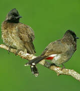 Bulbul à ventre rouge