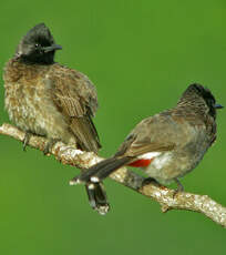 Bulbul à ventre rouge