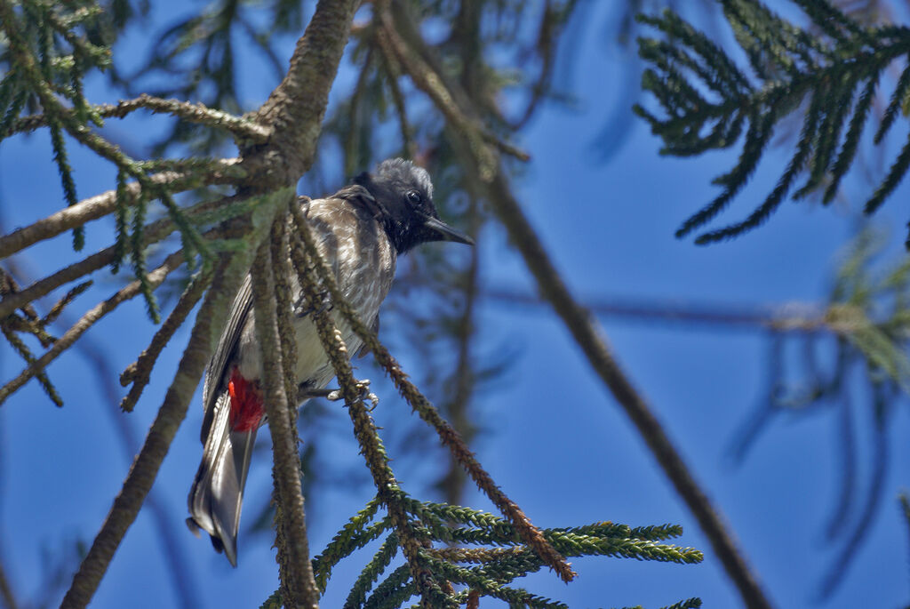 Bulbul à ventre rouge