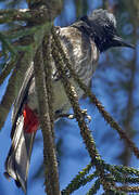 Red-vented Bulbul