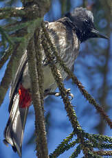 Bulbul à ventre rouge