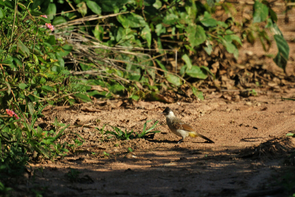 Bulbul cul-d'or