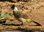 Bulbul cul-d'or