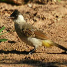 Bulbul cul-d'or