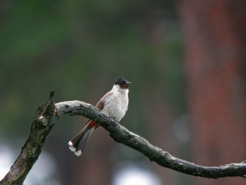 Bulbul cul-d'or