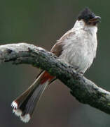 Sooty-headed Bulbul