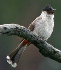 Bulbul cul-d'or