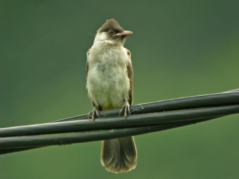 Bulbul cul-d'or