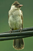 Sooty-headed Bulbul