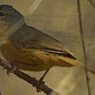 Bulbul d'Appert