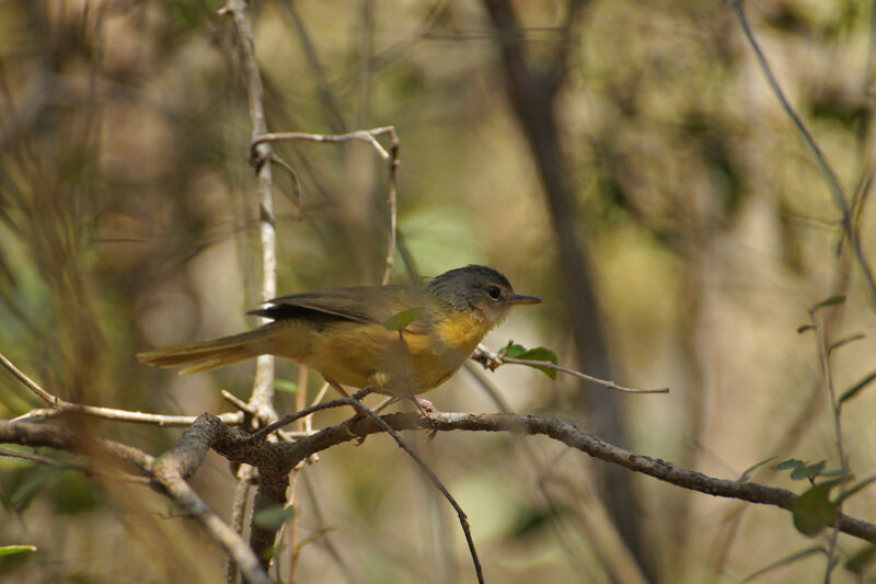 Bulbul d'Appert