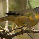 Bulbul d'Appert