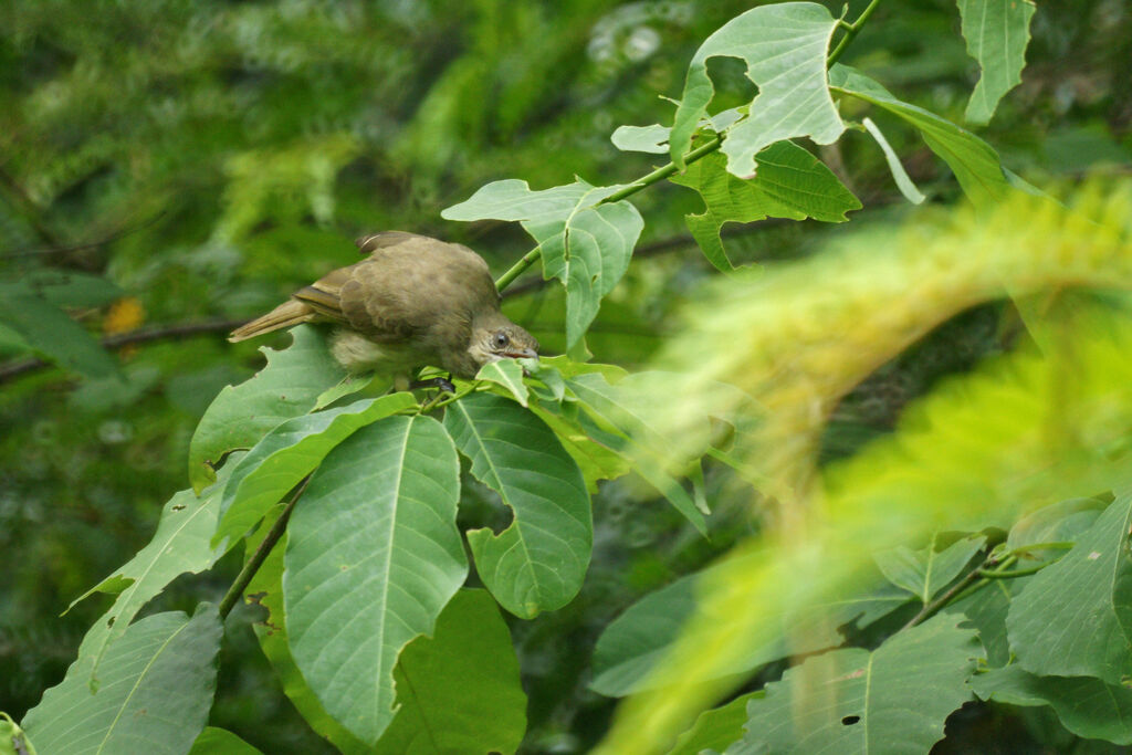 Streak-eared Bulbul