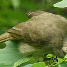 Bulbul de Conrad