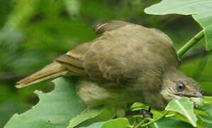 Streak-eared Bulbul