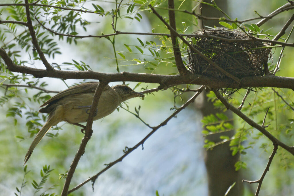 Streak-eared Bulbul