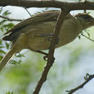 Bulbul de Conrad