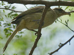 Streak-eared Bulbul