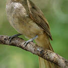 Bulbul de Conrad