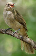 Streak-eared Bulbul