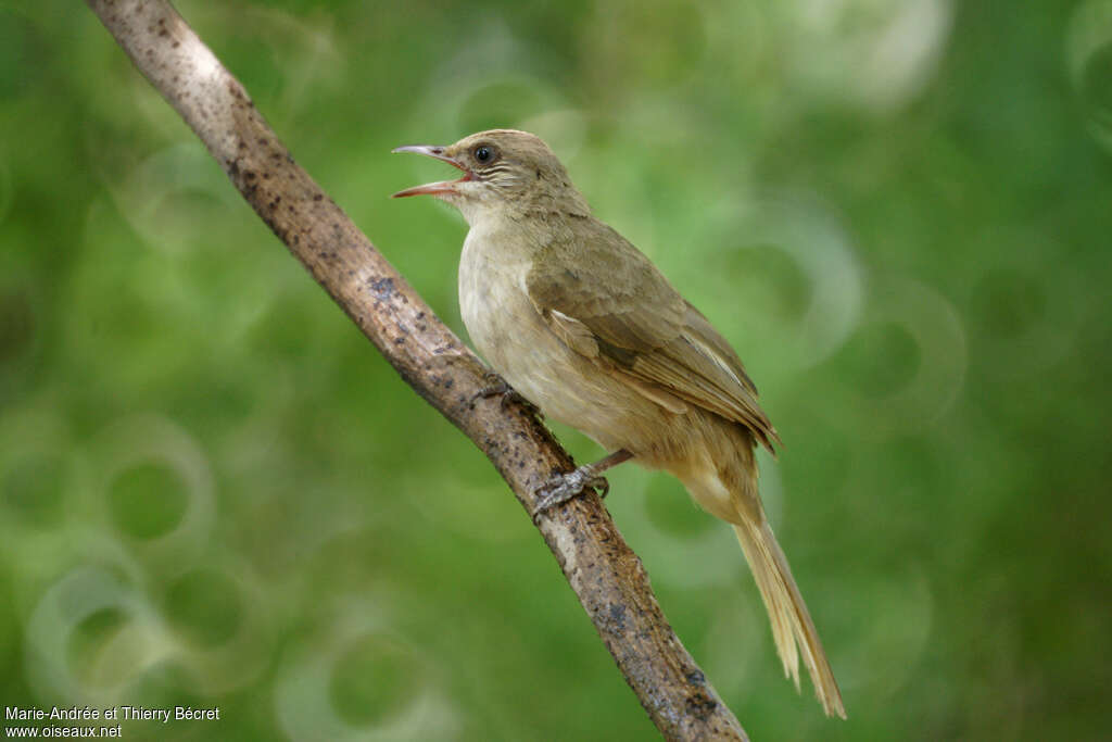 Bulbul de Conradadulte, chant