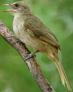 Streak-eared Bulbul