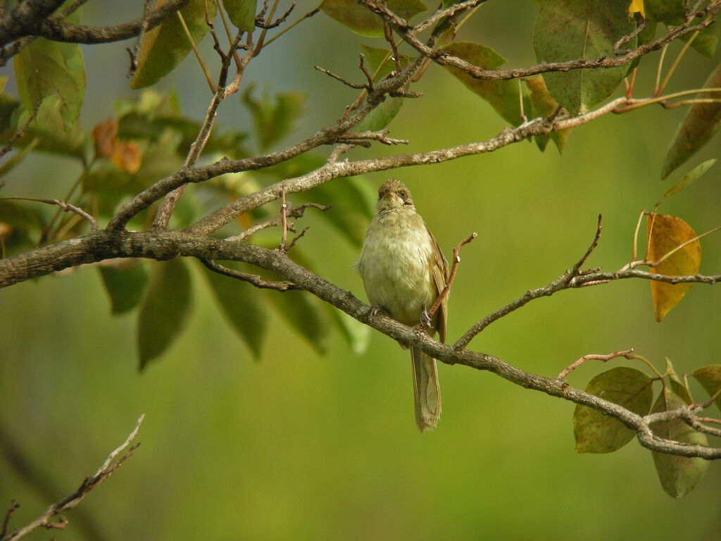 Streak-eared Bulbul