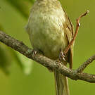 Bulbul de Conrad