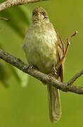 Streak-eared Bulbul