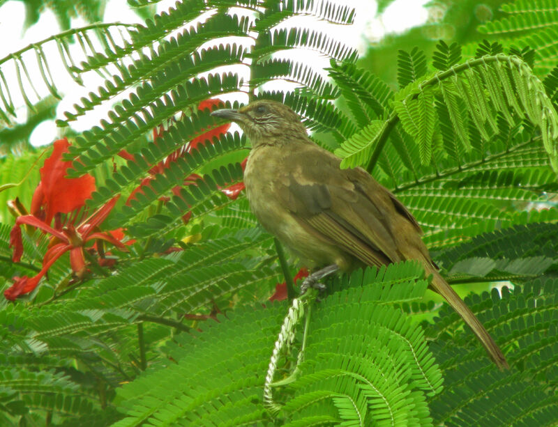 Bulbul de Conrad