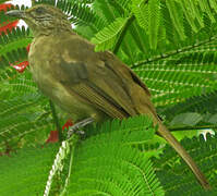 Streak-eared Bulbul