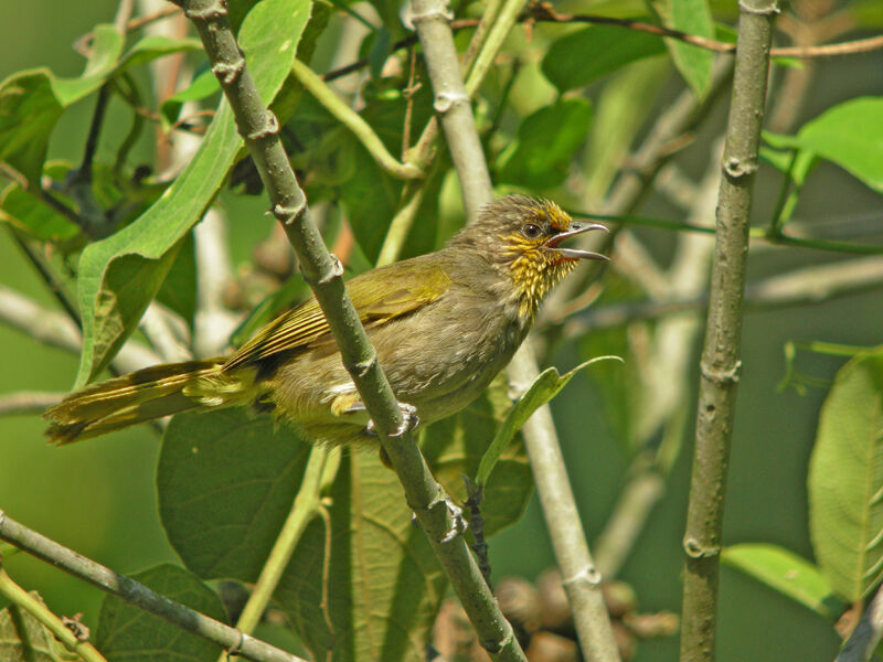 Bulbul de Finlayson