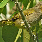 Bulbul de Finlayson