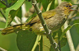 Stripe-throated Bulbul