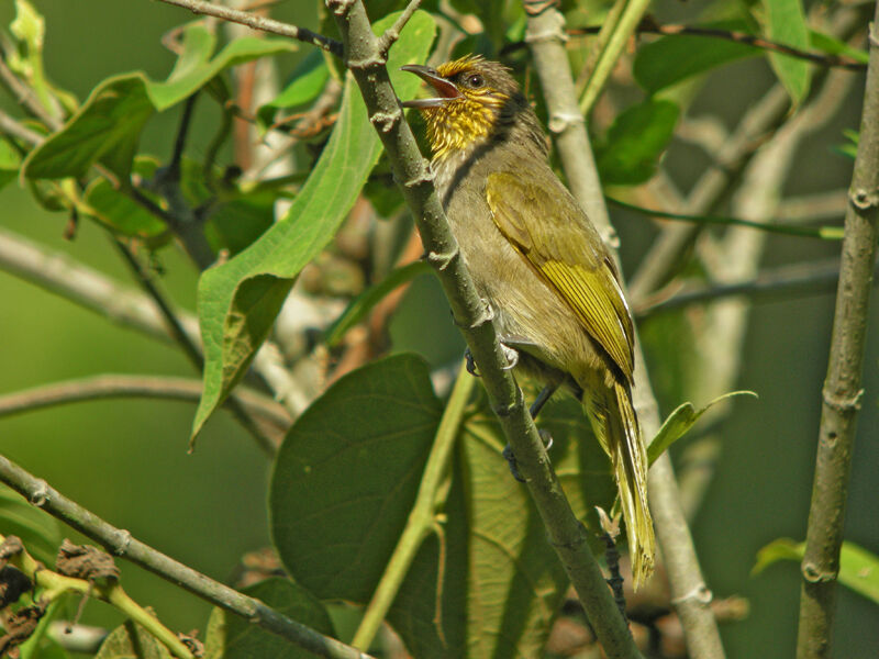 Stripe-throated Bulbul