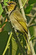 Bulbul de Finlayson