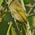 Bulbul de Finlayson